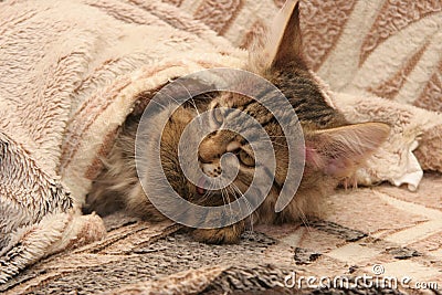 The striped kitten is wrapped in a bedspread and is washed with its paw. Stock Photo