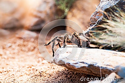 Striped Knee Tarantula On Rock Stock Photo