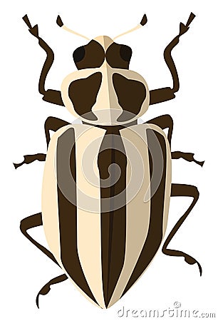 Striped lady beetle, icon Vector Illustration