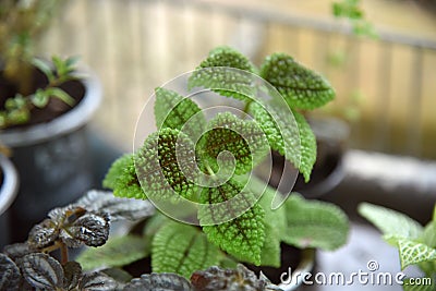 Striped leaf ornamental plants close up. Photo of beautiful flowers in pots Stock Photo