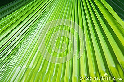 Striped leaf of tropical palm. Abstract green texture background Stock Photo