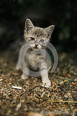 Striped little playful lonely cute homeless kitten sadly sits on path watch passers-by and looks up enthusiastically. Concept of p Stock Photo