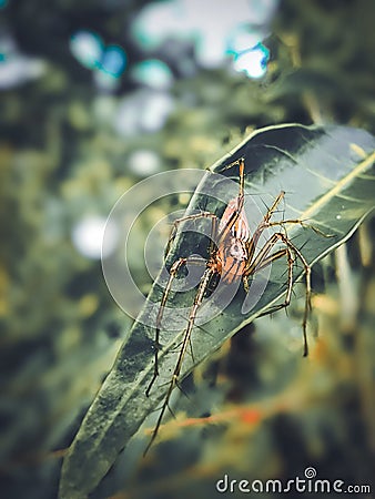 Striped Lynx Spider on a lea Stock Photo