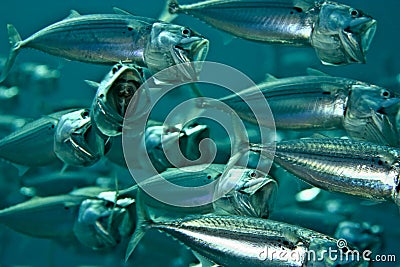 Striped mackerel (rastrelliger kanagurta) Stock Photo
