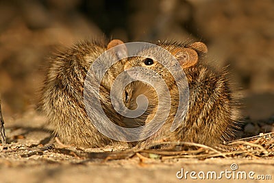 Striped mice Stock Photo