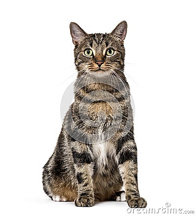 Striped mixed-breed cat sitting, isolated on white, (2 years old Stock Photo