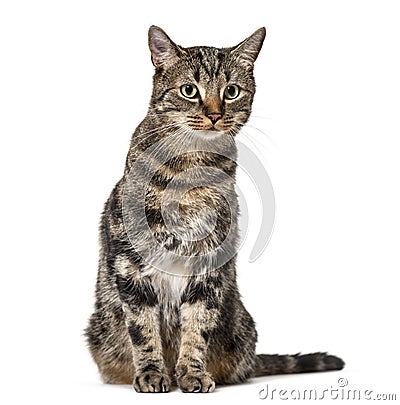 Striped mixed-breed cat sitting, isolated on white, (2 years old Stock Photo