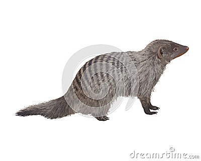 Striped mongoose. Realistic detailed illustration Vector Illustration