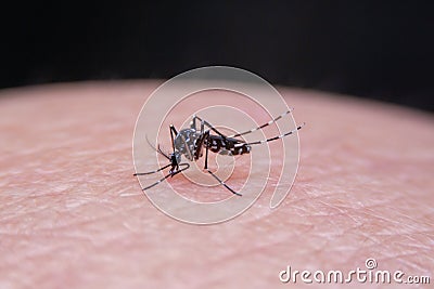 Striped mosquitoes are eating blood on human skin Stock Photo