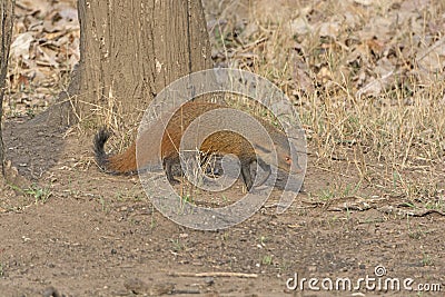 Striped Necked Mongoose in the Forest Stock Photo