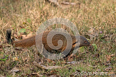 Striped-necked Mongoose - Herpestes vitticollis, beautiful colored shy mongoose Stock Photo