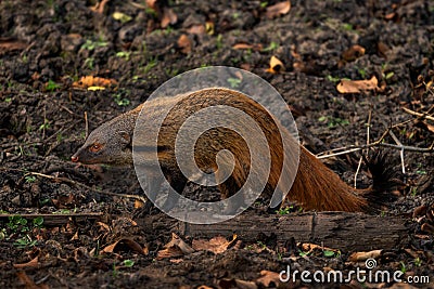 Striped-necked Mongoose - Herpestes vitticollis, beautiful colored shy mongoose Stock Photo