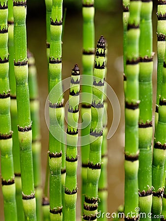 Striped Plant Stems Stock Photo - Image: 11398730