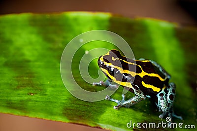 striped poison dart frog yellow and black stock photo