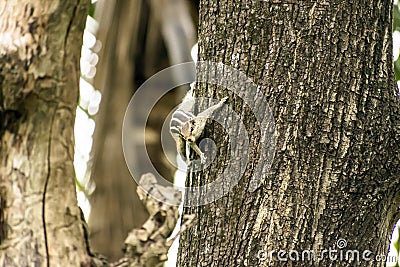 A striped rodents marmots chipmunks squirrel Sciuridae arboreal species of flying squirrels family spotted on a tree trunk on Stock Photo