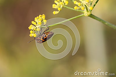 Striped shield bug, Graphosoma lineatum ssp. siciliensis, Malta,Mediterranean Stock Photo