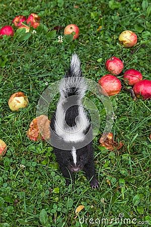 Striped Skunk Mephitis mephitis Kit Steps Through Grass and Apples Summer Stock Photo