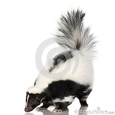 Striped Skunk - Mephitis mephitis Stock Photo