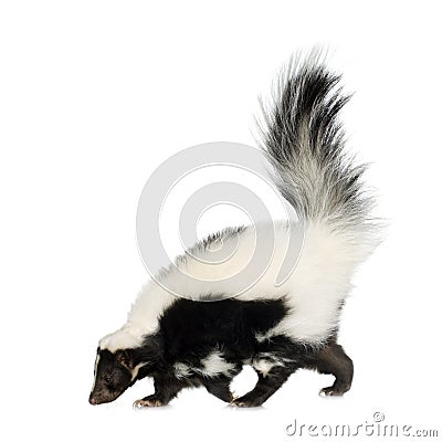 Striped Skunk - Mephitis mephitis Stock Photo