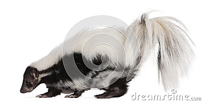 Striped Skunk, Mephitis Mephitis, 5 years old Stock Photo