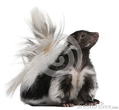 Striped Skunk, Mephitis Mephitis, 5 years old Stock Photo