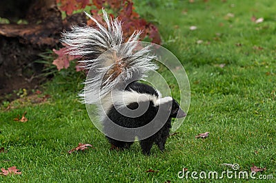 Striped Skunk Mephitis mephitis Stands Tail Up Autumn Stock Photo