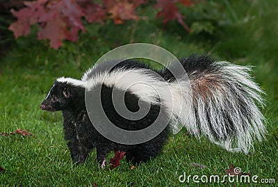 Striped Skunk Mephitis mephitis Stands to Left Stock Photo