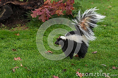 Striped Skunk Mephitis mephitis Stands Up Tall Arching Tail Stock Photo