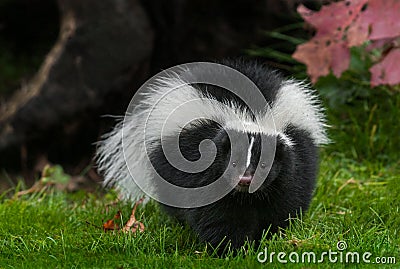 Striped Skunk Mephitis mephitis Walks Forward in Grass Stock Photo