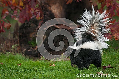 Striped Skunk Mephitis mephitis Walks Left Stock Photo