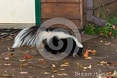 Striped Skunk (Mephitis mephitis) Walks Near Home Stock Photo