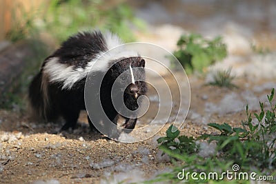 Striped skunk Stock Photo