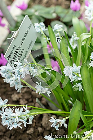 Striped squill or Puschkinia Scilloides flowers in Saint Gallen in Switzerland Stock Photo