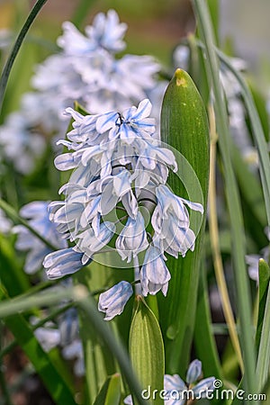 Striped squill Puschkinia scilloides var. libanotica, dark striped pale blue flowers Stock Photo