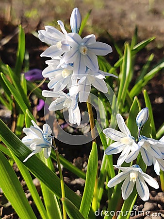 Puschkinia scilloides flowers Stock Photo