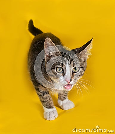 Striped with white kitten standing and meows on yellow Stock Photo