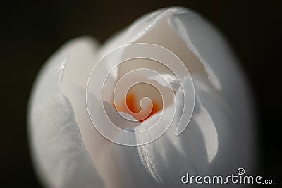 Pure white crocus flower macro. Soft petals, selective focus. Stock Photo