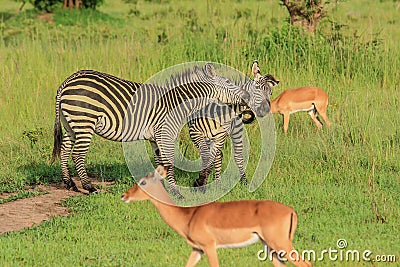 Striped Wild African Zebras and Impalas Stock Photo