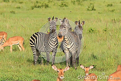 Striped Wild African Zebras and Impalas Stock Photo