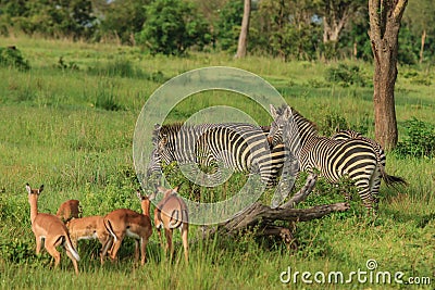 Striped Wild African Zebras and Impalas Stock Photo