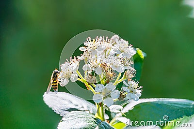 A bee on spring white flowers on a blurred background. Stock Photo