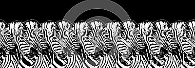 Striped zebras seamless pattern black background isolated, zebra head art border, animalistic black & white banner design, frame Stock Photo
