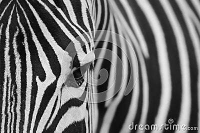 Stripes (Zebra) Stock Photo