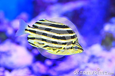 Stripey fish Stock Photo