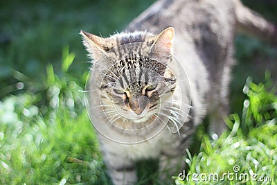 Stripped cute cat in the grass Stock Photo