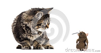 Stripped kitten mixed-breed cat looking down at a toy mouse, iso Stock Photo