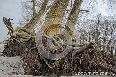 Stripped of sand and soil by hurricane and erosion branching roots and lower parts of adult trees Stock Photo