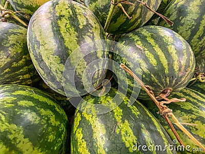 Stripped watermelons for sale at groceries store Stock Photo