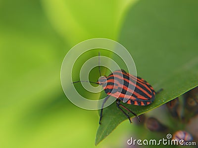 Stripy bug on Syringa leaf Stock Photo