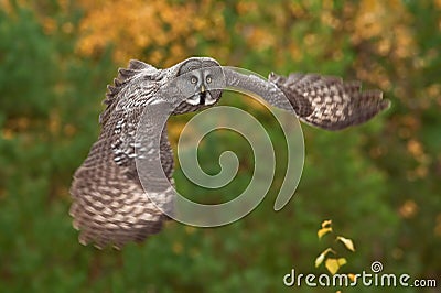 Strix nebulosa, Great grey owl Stock Photo